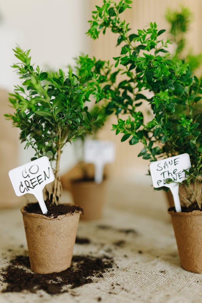 Potted plants in biodegradable pots with eco-friendly tags promoting green initiatives.